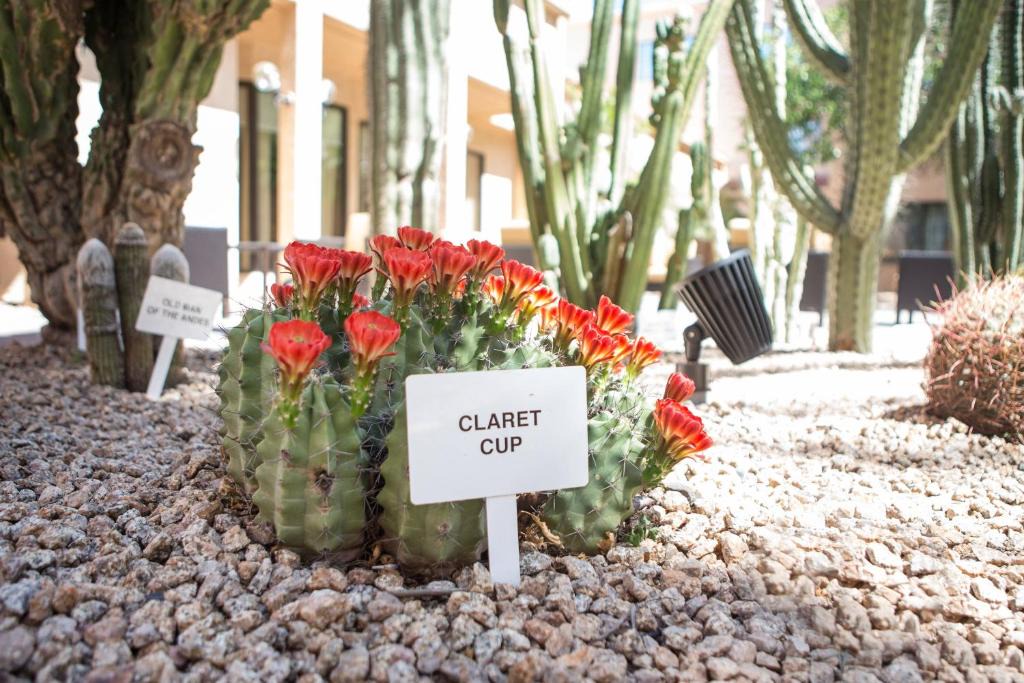 Mesa Hotel | Courtyard by Marriott Phoenix Mesa